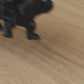 Cute Cerberus Dog